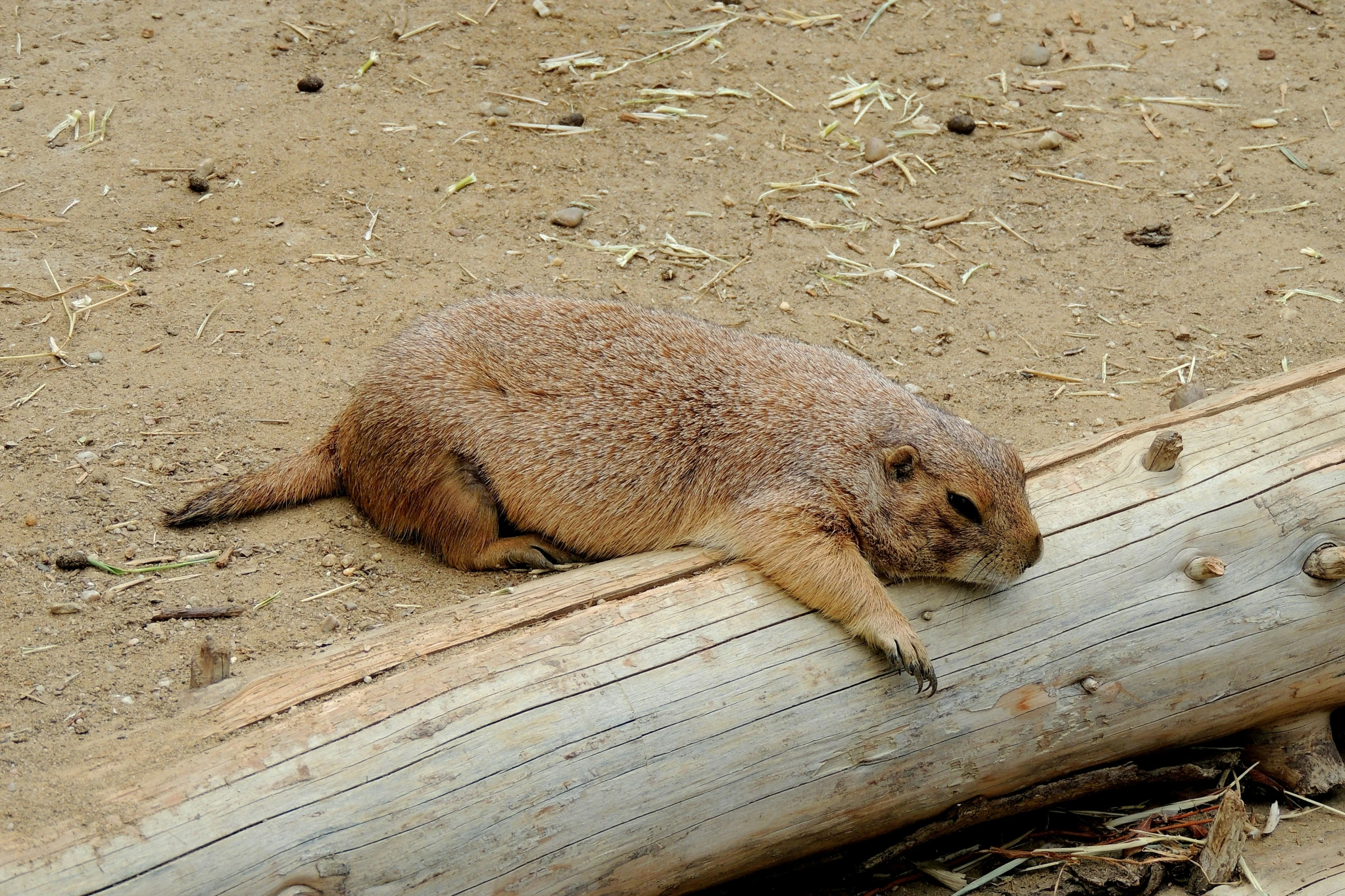 a cute little animal standing on top of a piece of wood