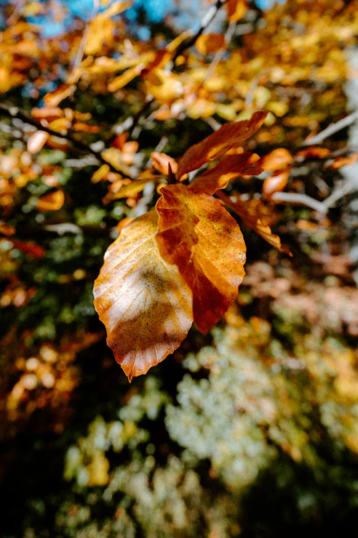 a close up of leaves on a tree with autumn colors