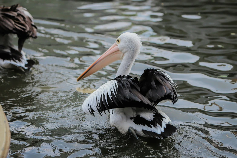 a pelican is perched and standing in the water