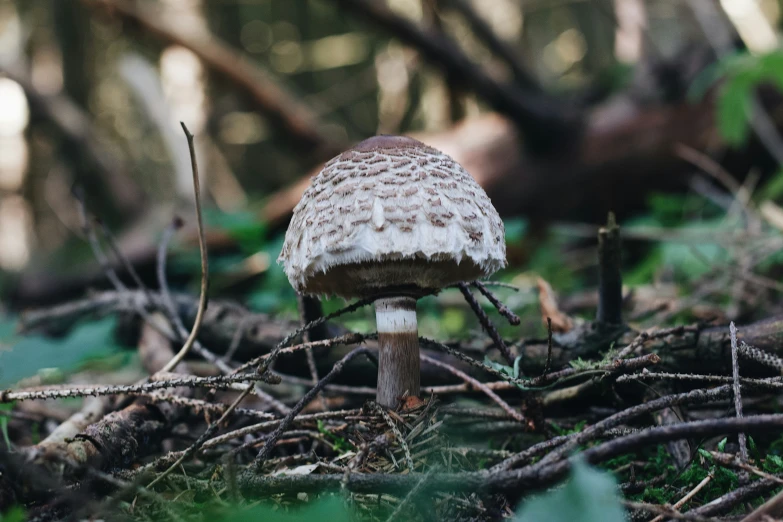 a white mushroom grows in the moss in the woods