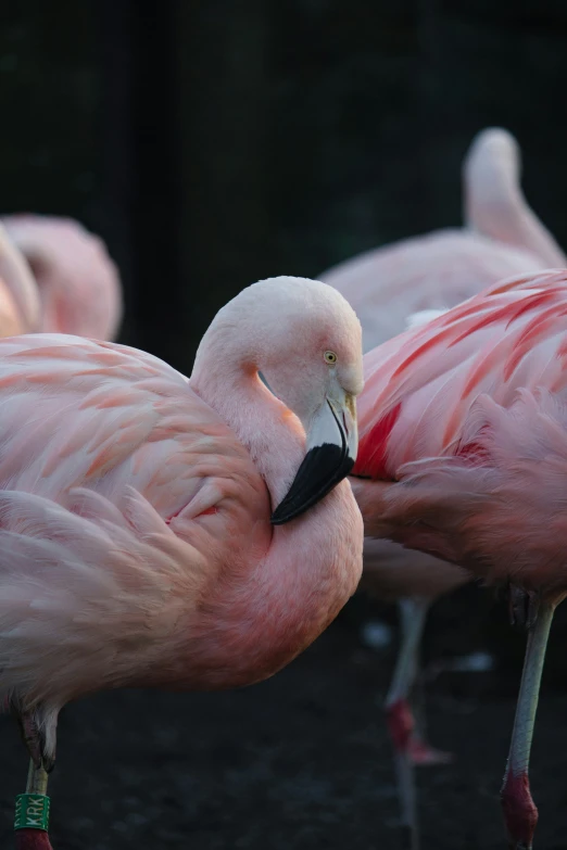 several pink flamingos are standing and grooming each other