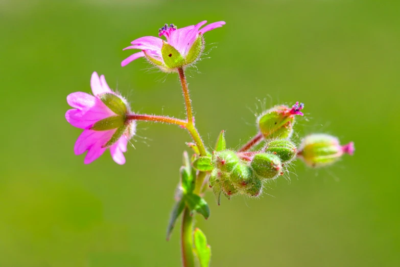 a small green and pink flower on a stem