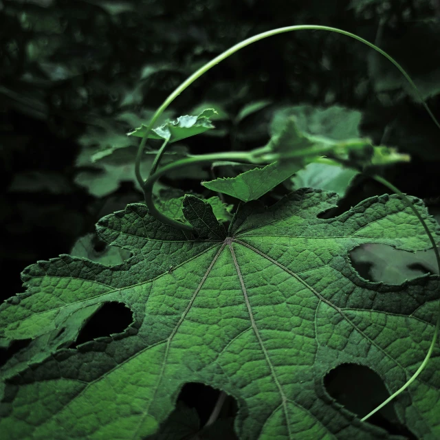 close up view of large green leaves with thin stems