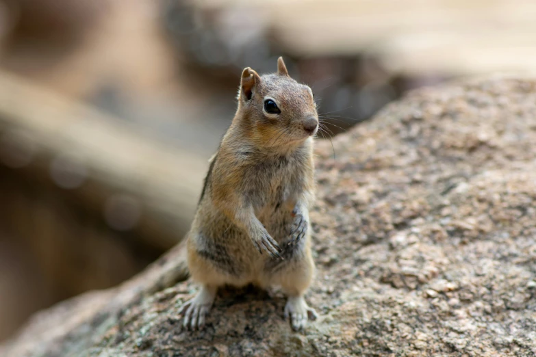 a little animal standing on top of a large rock