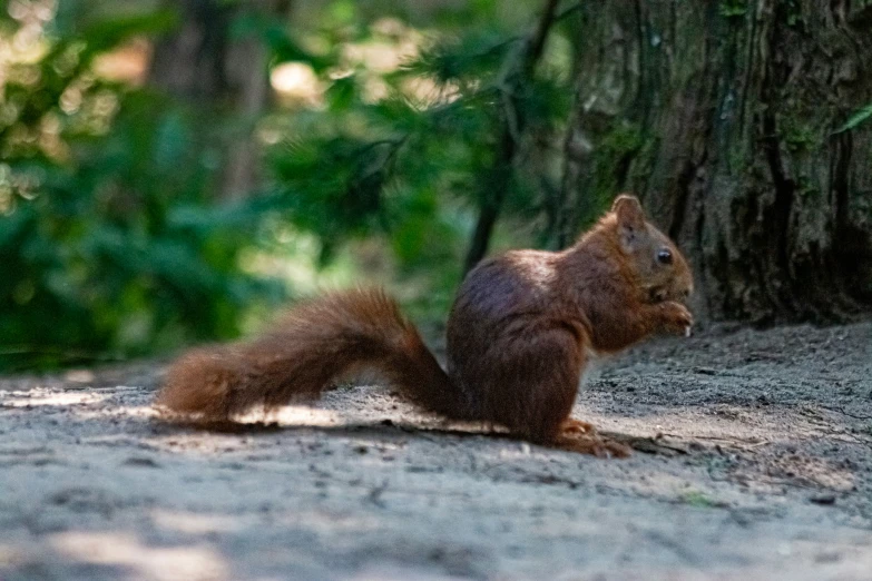 a little squirrel sits in the middle of a wooded area