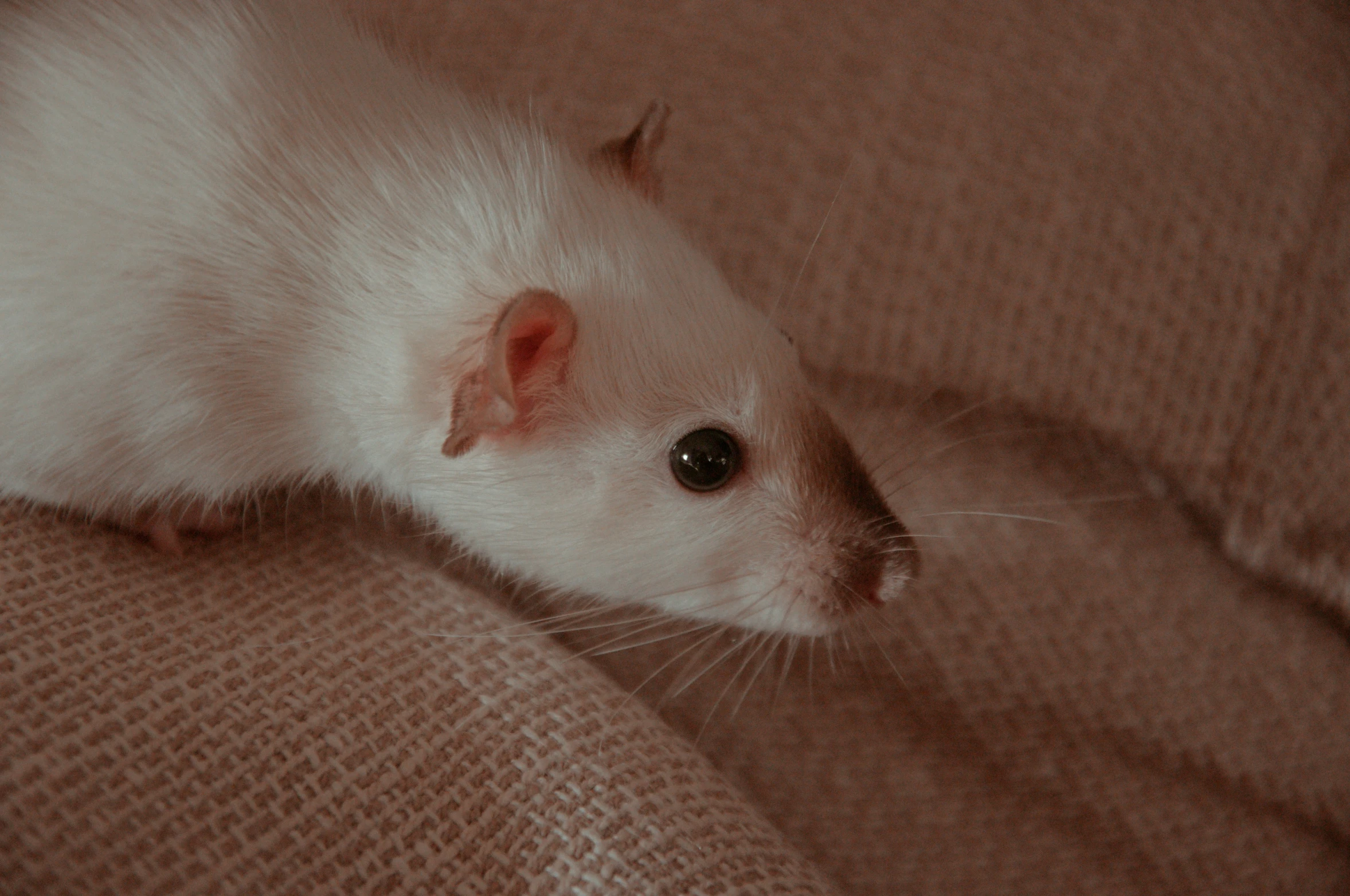 a close up of a white rat on top of a blanket