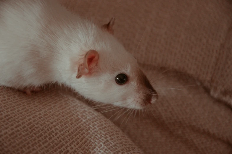 a close up of a white rat on top of a blanket