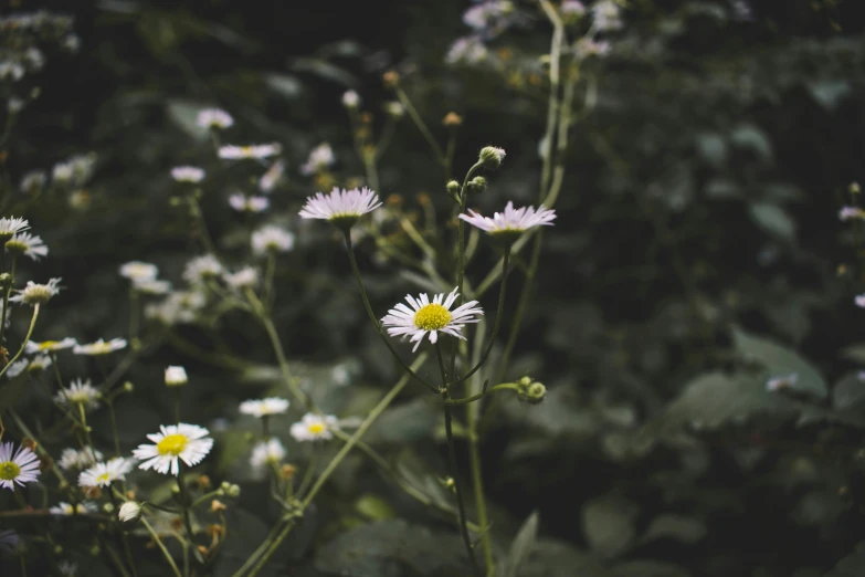 there are some white flowers on the side of the road