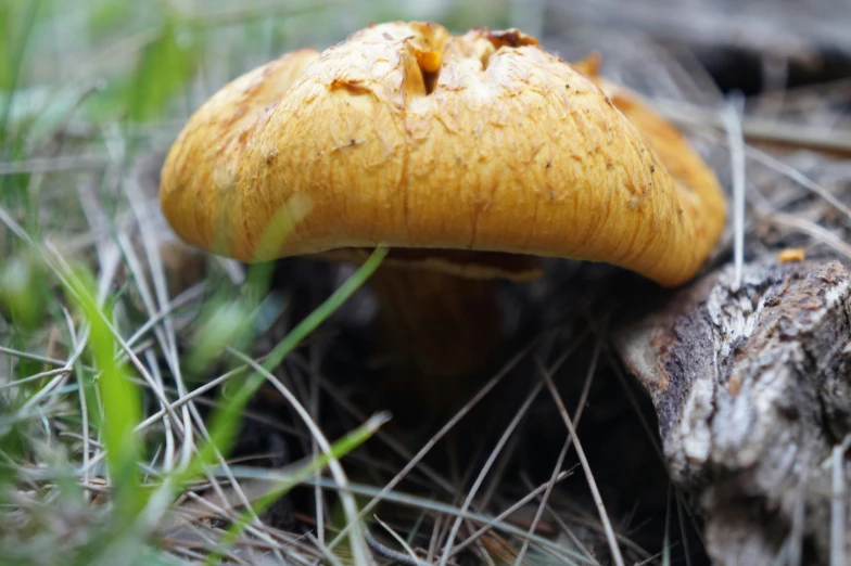 an orange mushroom grows on some trees in the woods