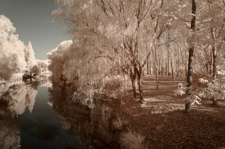 this black and white image shows the beautiful trees lining the water's edge