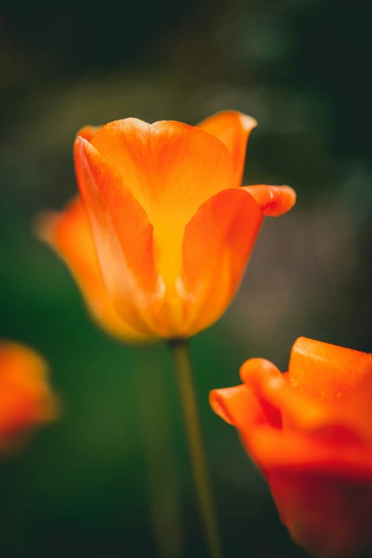 two orange flowers on top of each other
