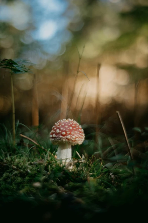 a mushroom growing in the grass surrounded by forest