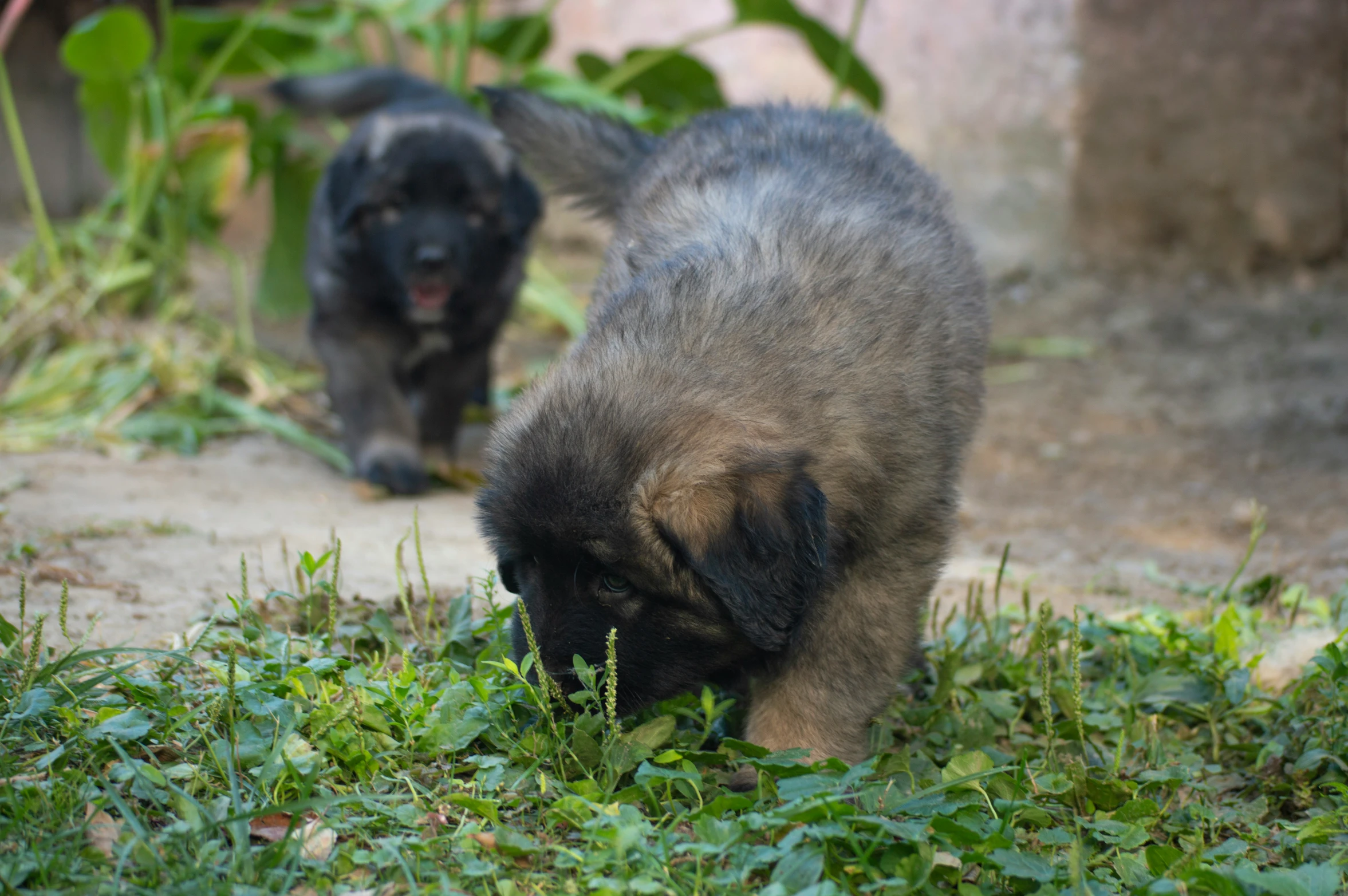 two dogs in front of a bush sniffing some plants