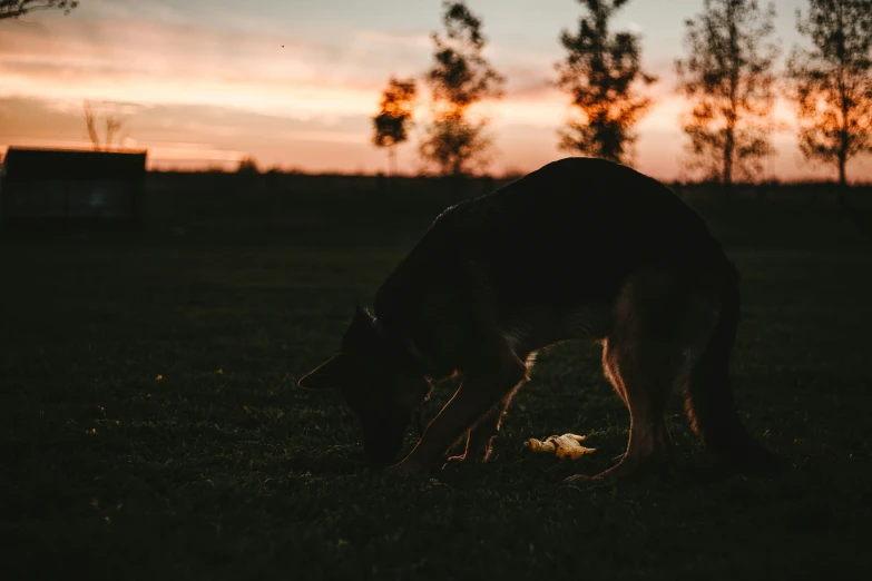 a dog is grazing on grass at sunset