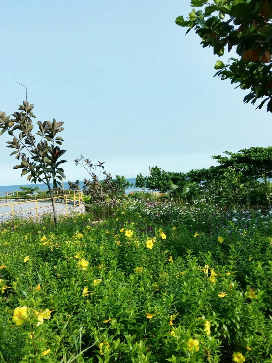 a group of trees and a surfboard near some water