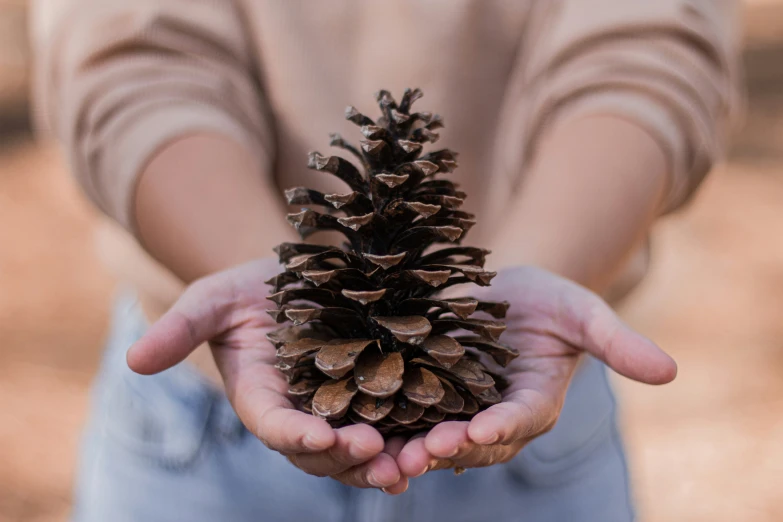 a man holding out a pine cone for someone to see