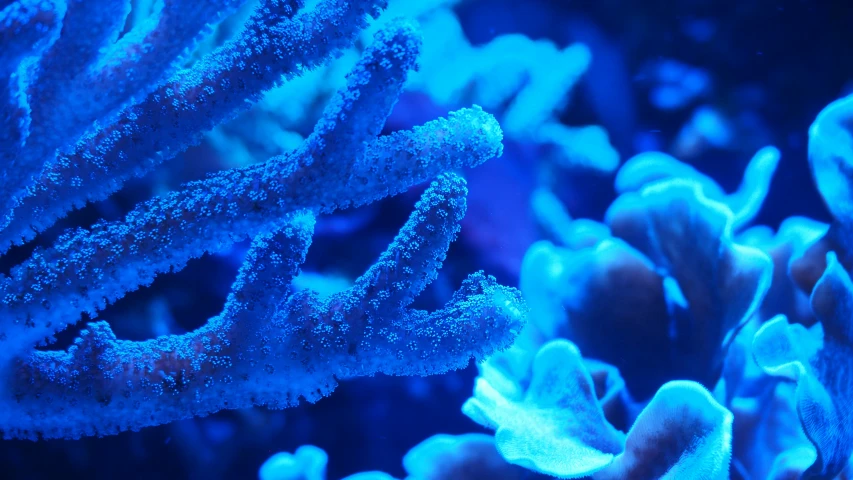 a blue sea anemone, in front of another sea anemone