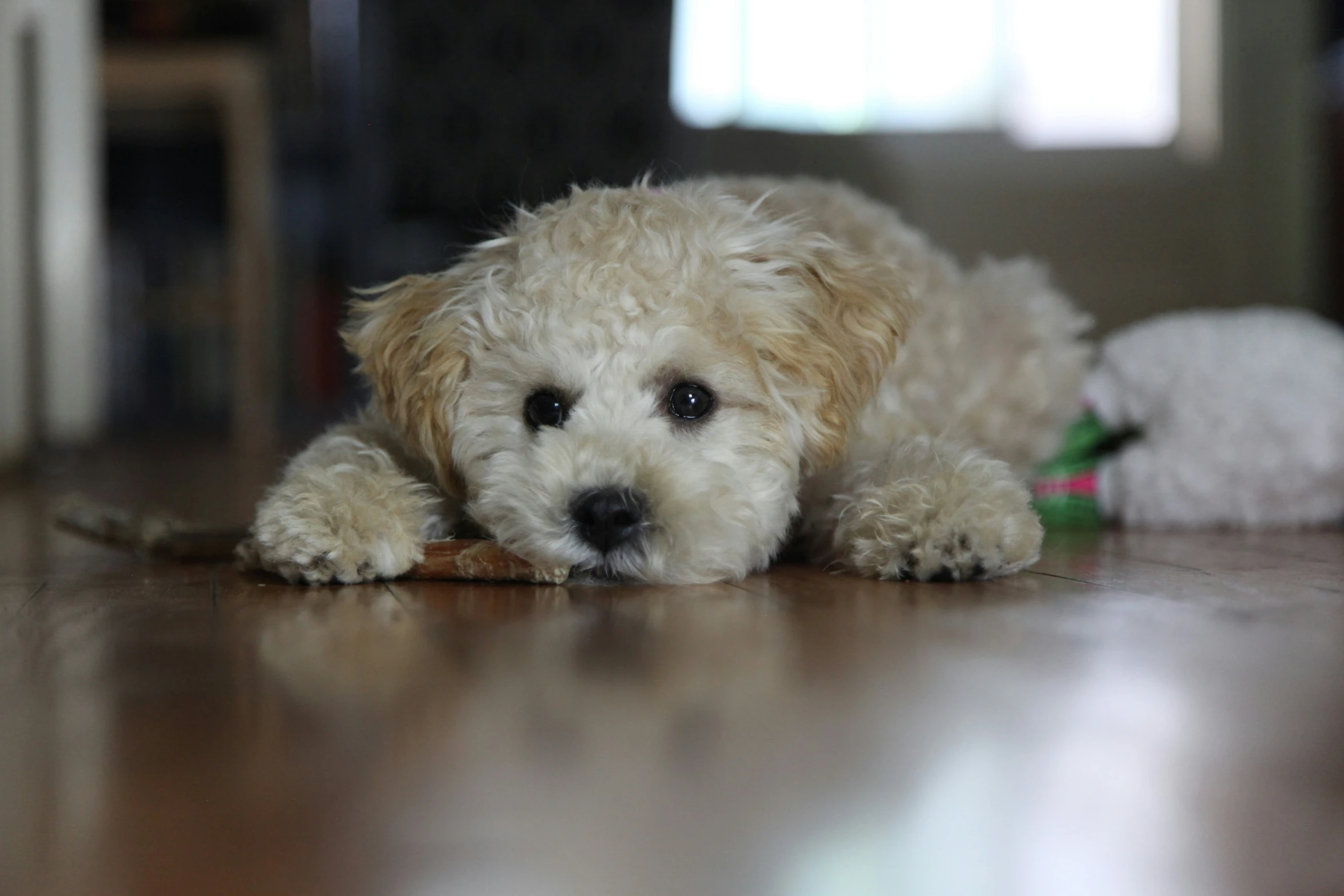 a dog lying down looking at the camera