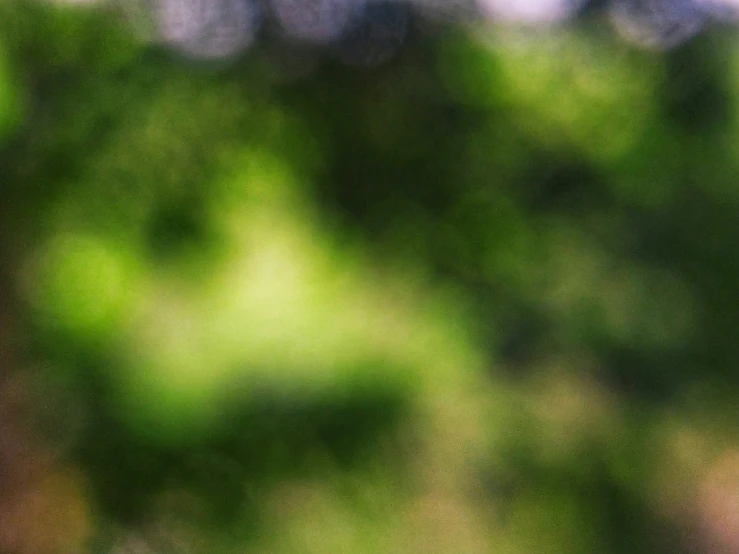 blurry image of oranges in focus with blurry background