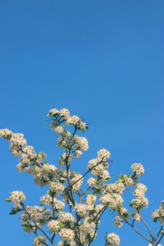 a tree with white flowers against a blue sky