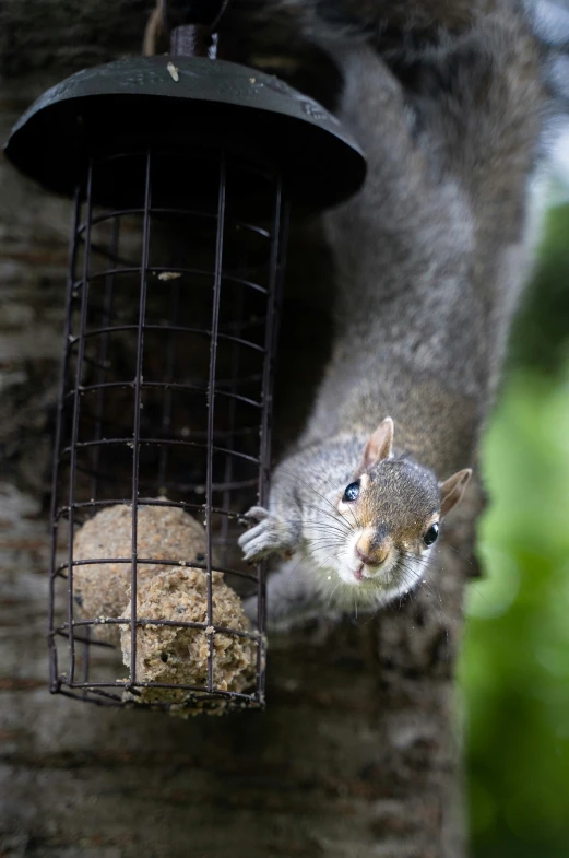 a squirrel eating peanuts next to a bird feeder