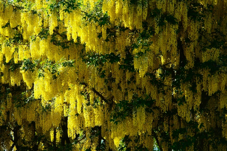 yellow flowers are blooming on a tree