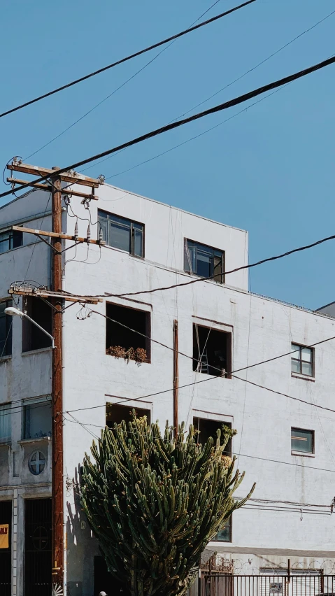 an urban street scene of two buildings and a tree