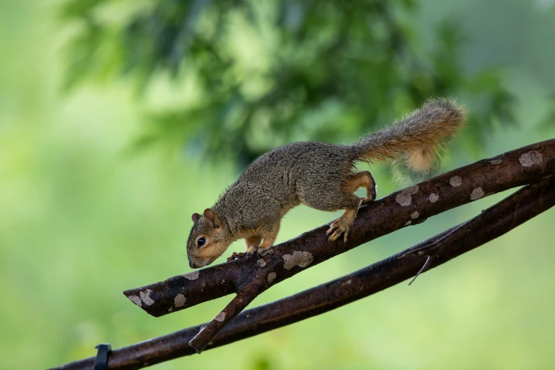 a cute squirrel is standing on top of a nch