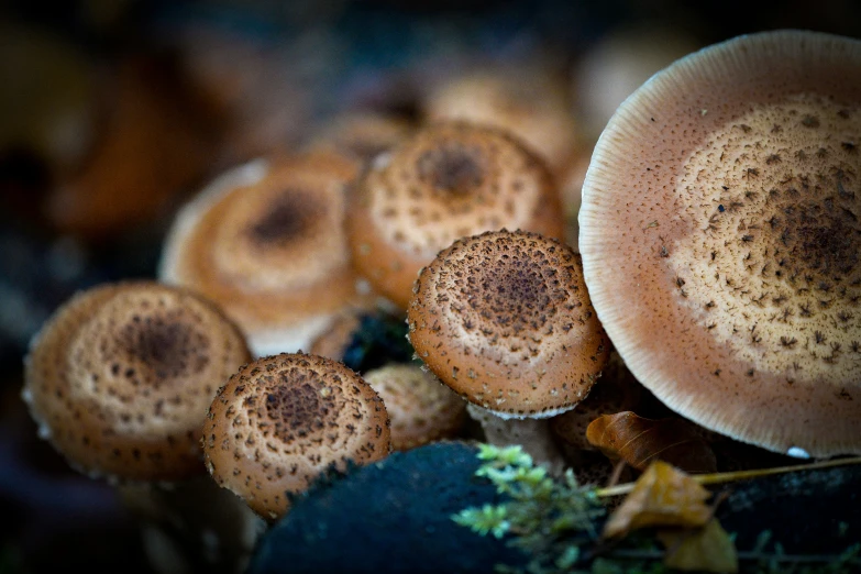 several mushrooms and leaves on the ground