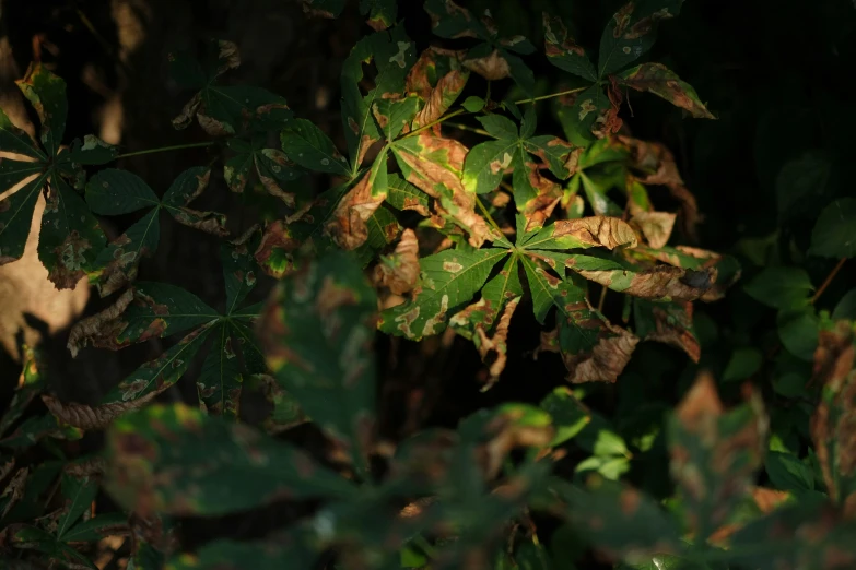 leaves that have been left on by the rain