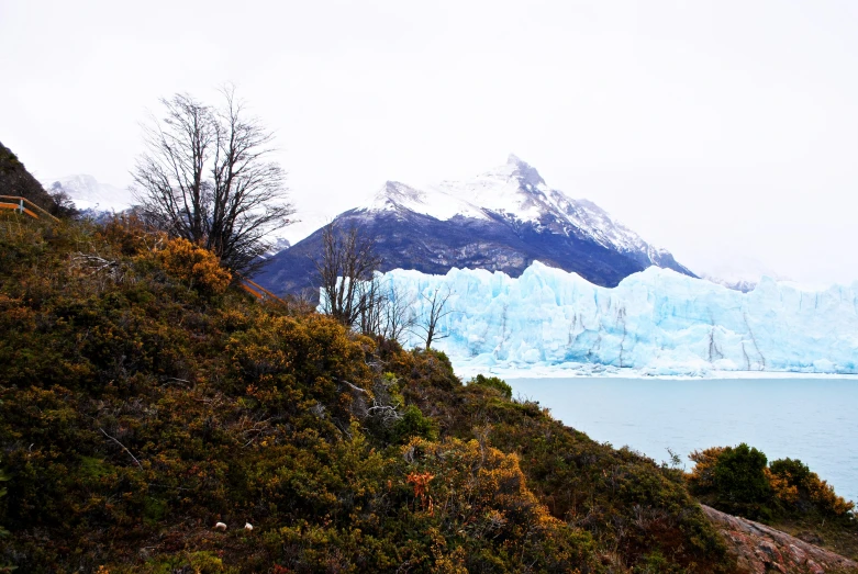 large icebergs are in the background as a man looks out over a grassy hill