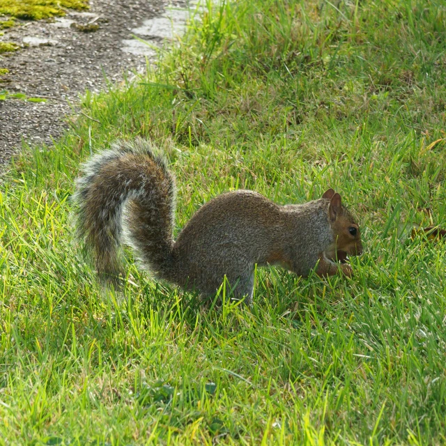 a squirrel stands on a grassy hill next to some water