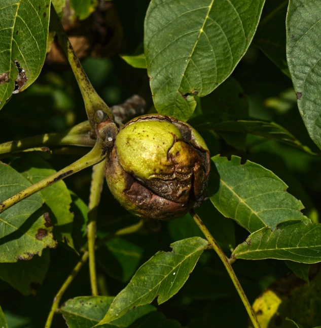 a fruit tree with green leaves and a snail crawling