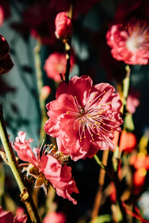 a bunch of pretty pink flowers on a tree