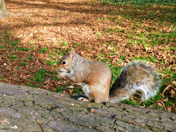 a squirrel is sitting in the grass near some fallen leaves