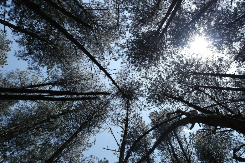 looking up at nches in a tree forest