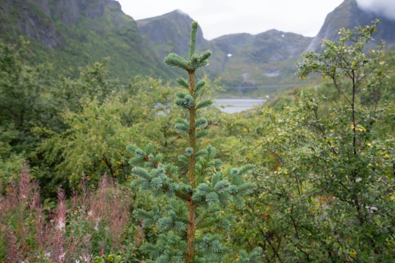 a forest with mountains and trees in the background