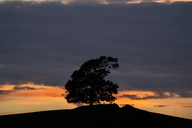 there is a lone tree on the top of this hill