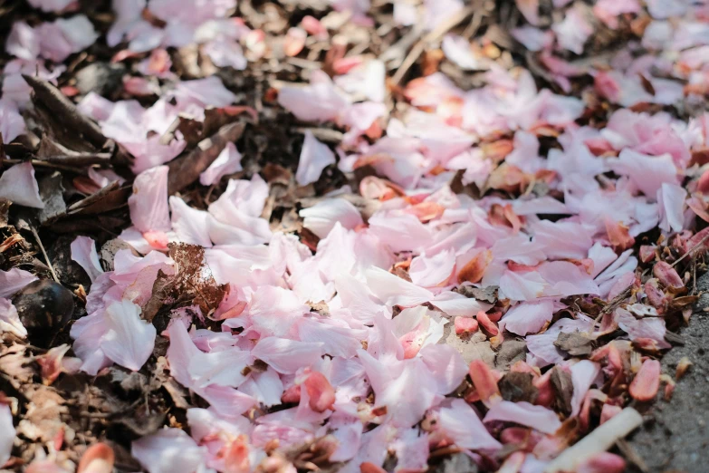 several pink petals lying on the ground