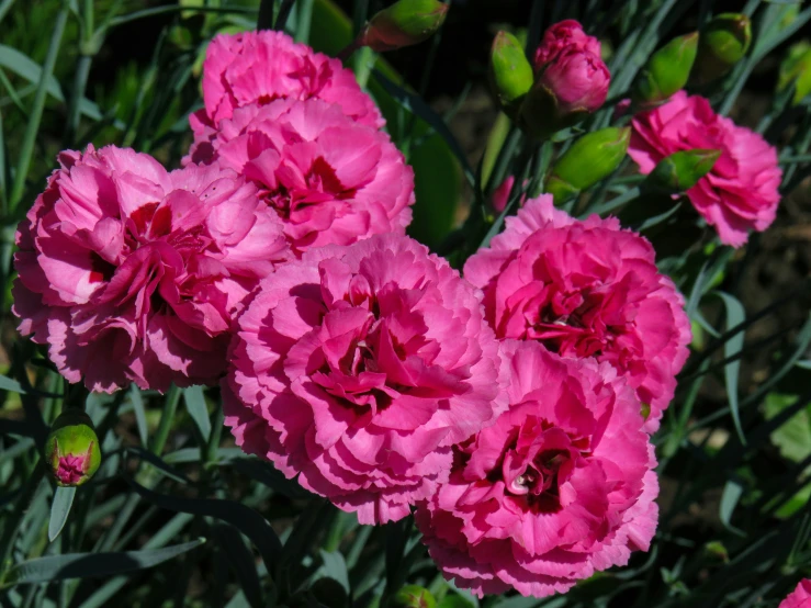 pink flowers with green leaves are growing in a garden