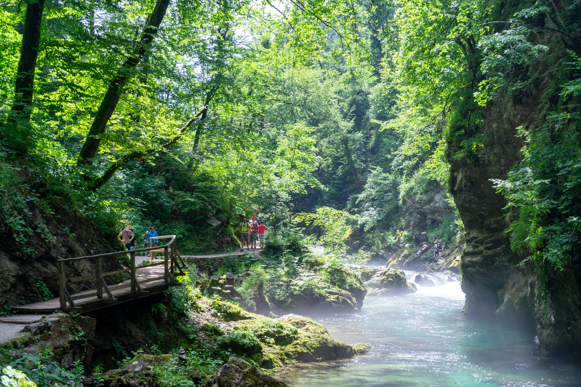 a stream flows through an overhanging forest