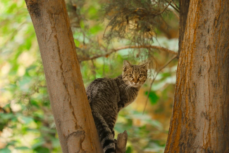 a leopard standing on top of a wooden tree