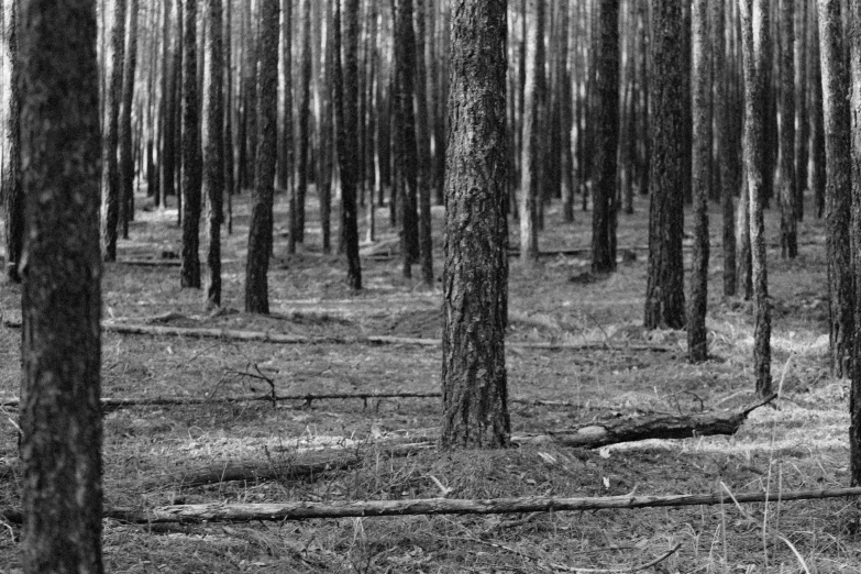 black and white pograph of a forest with trees