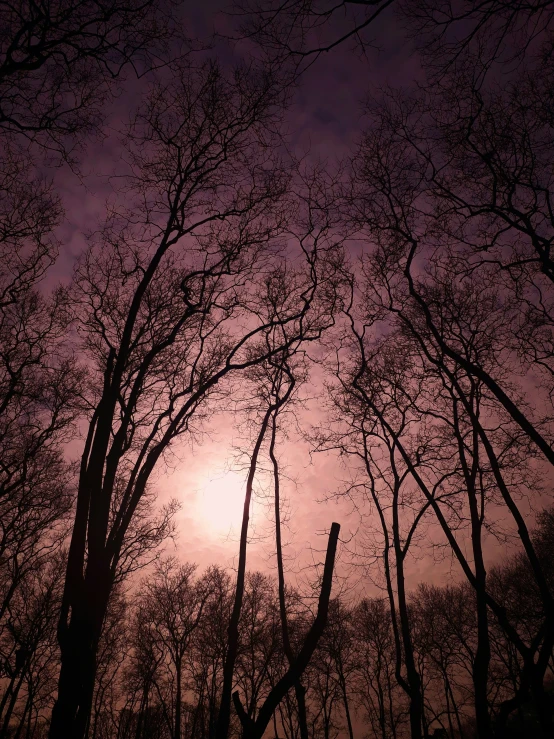 a tree line is in the foreground as the sun rises