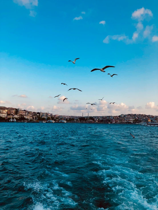 sea gulls flying over blue skies in the distance