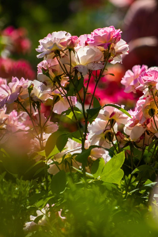 the pink flowers are blooming in the sunlight