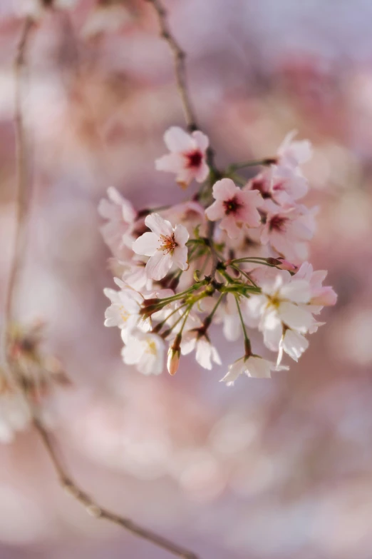 a picture of some white and pink flowers