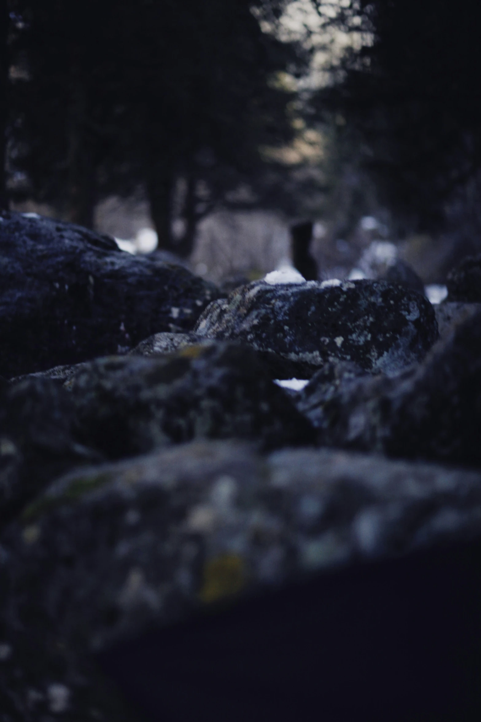 the person on top of a rock is near many trees