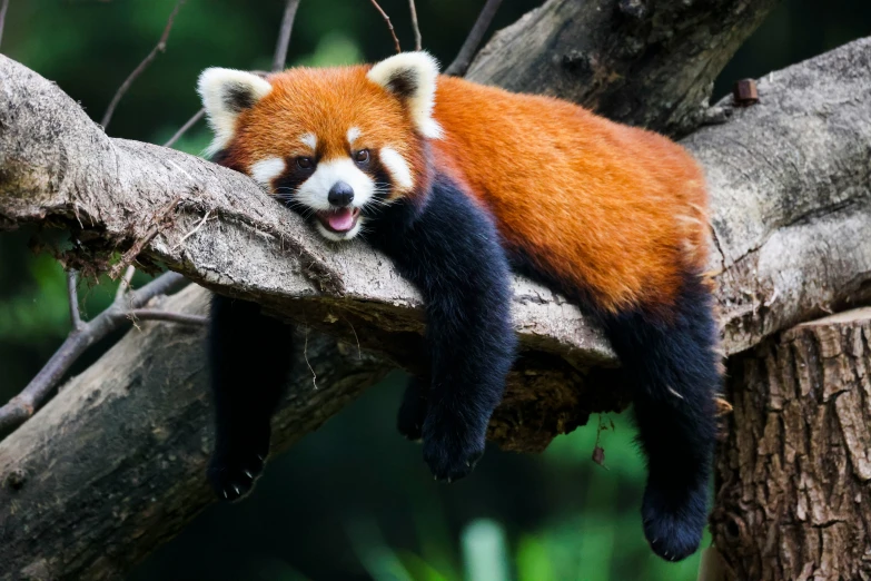 a close up of a red panda laying on a tree