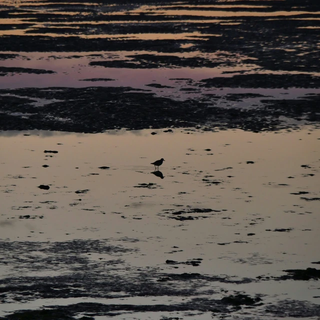 a bird is standing in the middle of the water